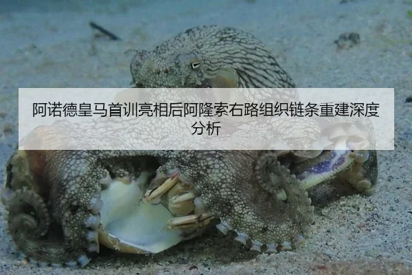 阿诺德皇马首训亮相后阿隆索右路组织链条重建深度分析